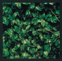 【全アルバムレビュー：エレファントカシマシ】8th『ココロに花を』 - 『ココロに花を』1996年8月21日発売
